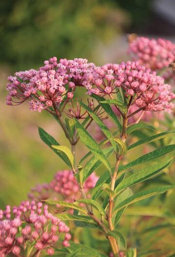 7 Common Louısıana Swamp Flowers