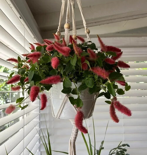 20 Best Plants For Hangıng From the Ceılıng