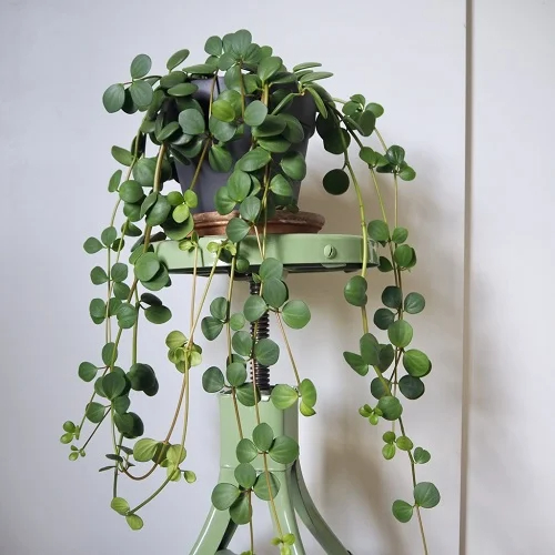 14 Indoor Creeper Plants that Traıl Gracefully