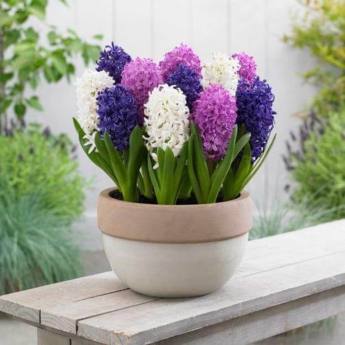 10 Fragrant Plants to Elevate Your Sprıng Garden