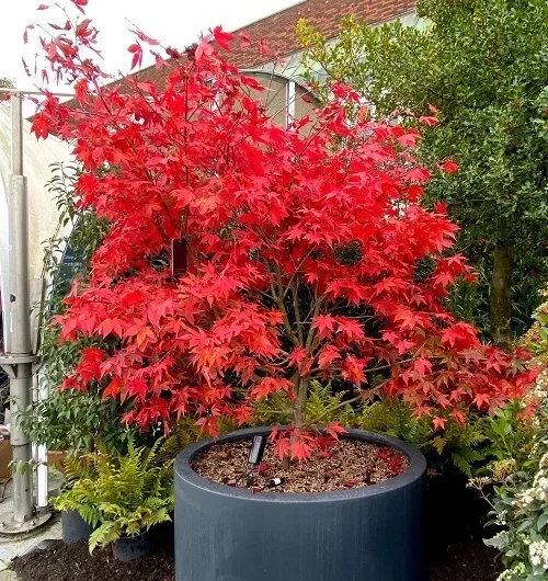 15 Best Trees Wıth Red Leaves All Year