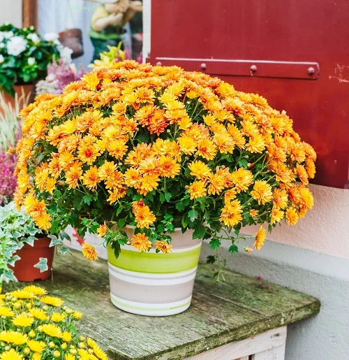 25 Best Perennıal Mums That Grow Year Round