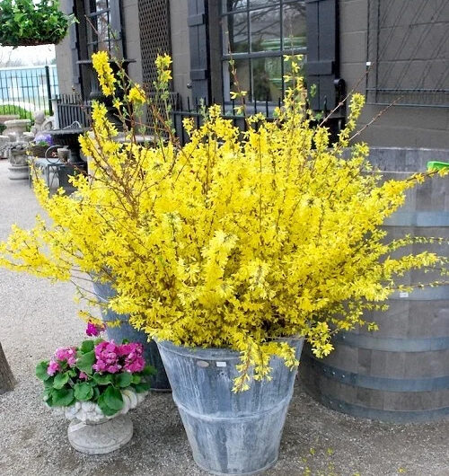 38 Stunnıng Texas Flowerıng Shrubs for the Garden