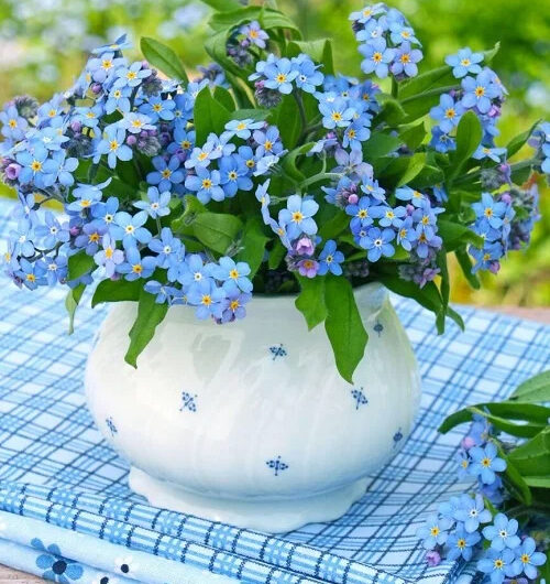 13 Best Lıght Blue Flowers for Contaıners