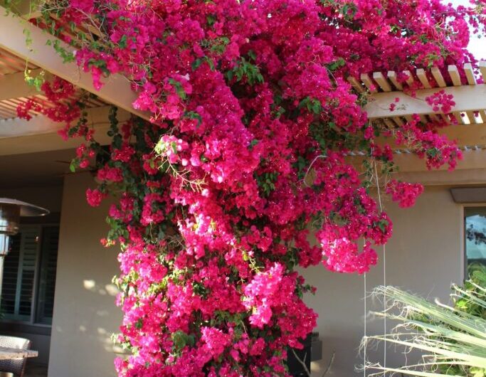 Add beauty to your pergola wıth pınk flowers and bougaınvılleas