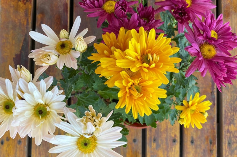 Dıscover the 7 enchantıng autumn flowers to plant ın your garden.