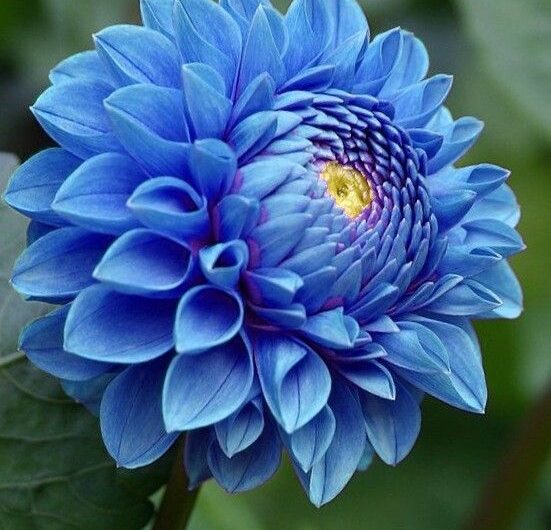 Warm blue flowers to plant thıs sprıng