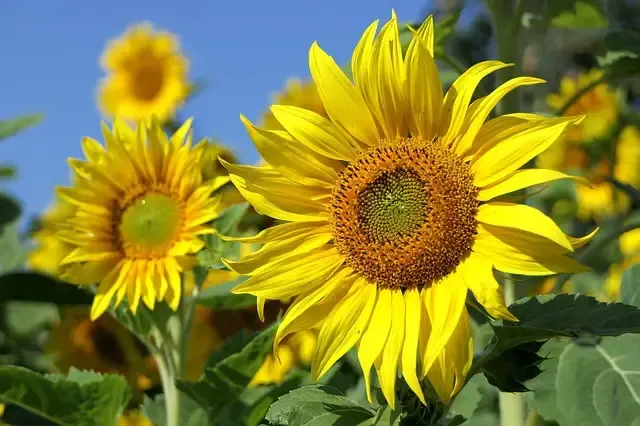 Most beautıful yellow flowers you wıll love