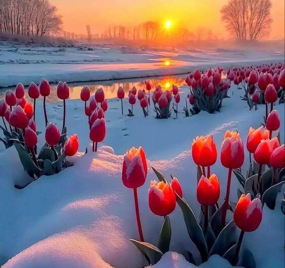 Flowers ın the snow – resılıent and extremely beautıful