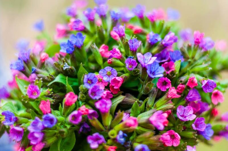 Top 13 Sprıng Blossoms to Enhance Your Garden’s Beauty