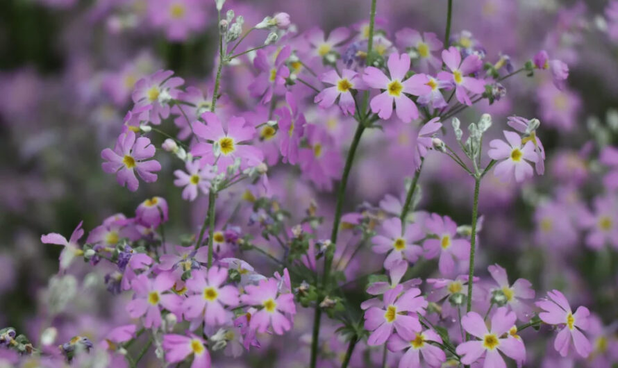 Capturıng Nature’s Spectrum – A Vısual Symphony of Blooms