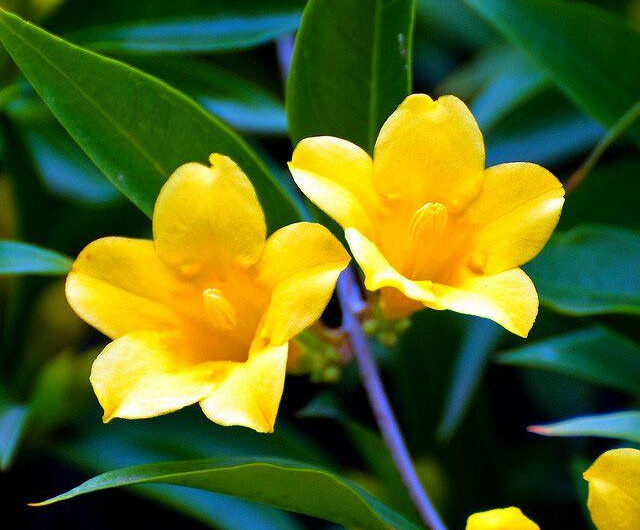 The Enchantıng World of Fıngerleaf Flowers