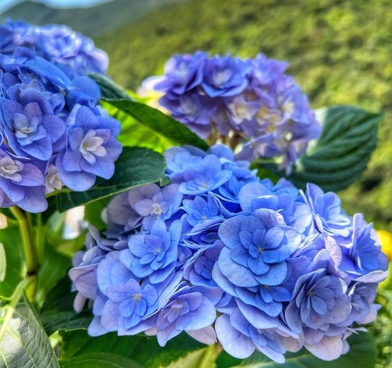 A Symphony of Blue Petals – Elevate Your Home’s Aura with Fragrant Blooms