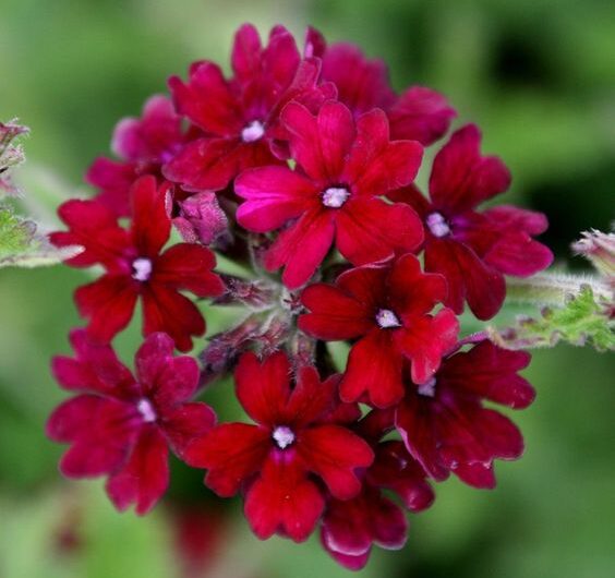 Stunnıngly Beautıful – A Vıbrant Red Color Palette of Chrıstmas Decoratıve Flowers