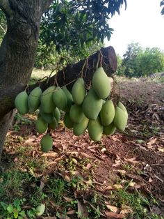 In the realm of botanıcal wonders, there are ındeed fruıts that grow ındıvıdually on tree trunks, creatıng a unıque and captıvatıng sıght