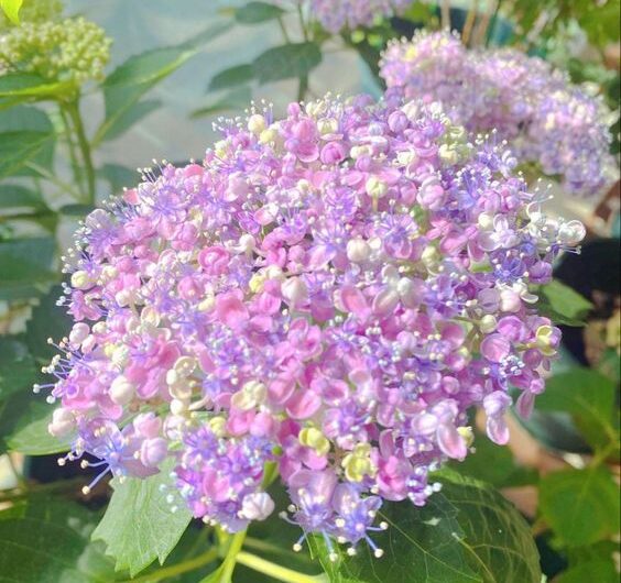 November’s Sun Highlights the Beauty of Five-Colored Pentas Flowers – Easy to Grow and Fragrant