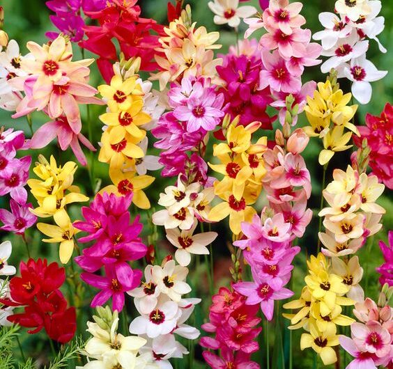 Tips for Growing Ixia – A Detailed Guide for a Bright and Colorful Garden