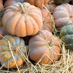 Step into the enchanting world of a pumpkin garden, where vibrant orange orbs emerge from the fertile ground, creating a whimsical and magical atmosphere.