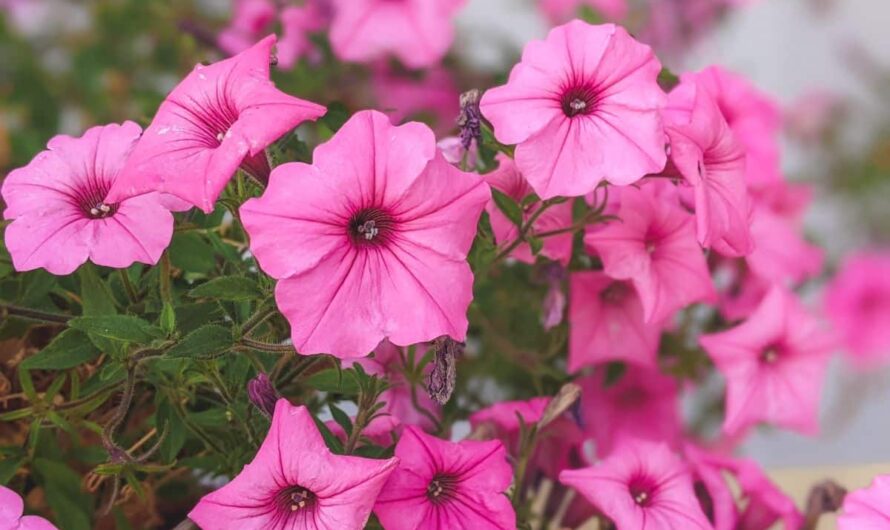 16 Cool-Season Flowers That Bloom in Mild Winters