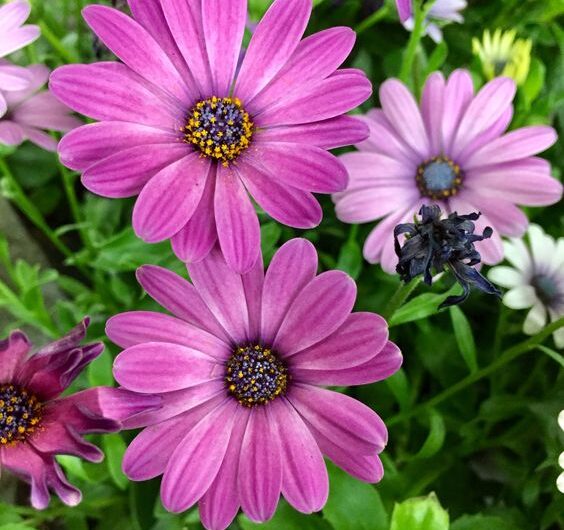 Purple Chrysanthemums –  Symbolism of Everlasting Love.