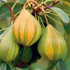 Discover the exquisite, unique, and diverse diversity of strange guava clusters