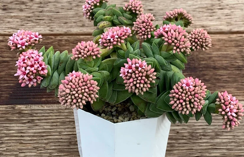 Ways to care for Crassula ın sprıng.