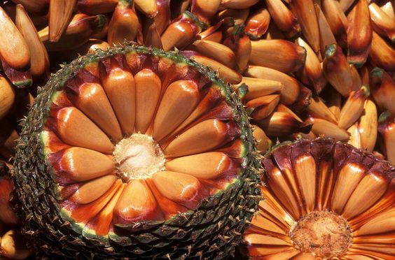 Araucaria Angustifolia Fruit – A Cultural And Culinary Treasure Of South America