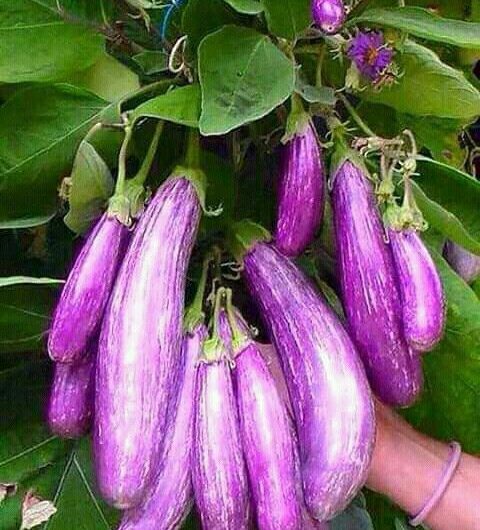 Enchanted bƴ the Grace of Long Purple Eggplant Clusters