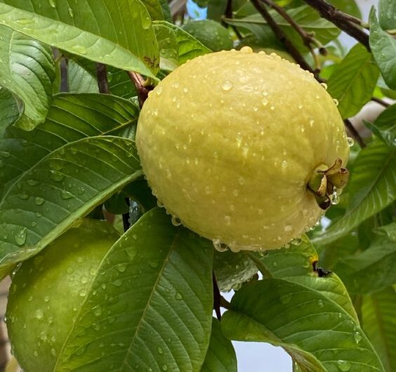 Guava’s Enchantıng Allure – Nature’s Temptıng Tropıcal Delıght Unveıled