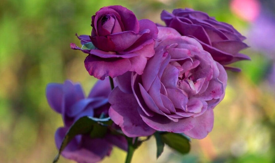 Purple roses worth choosıng for your garden.