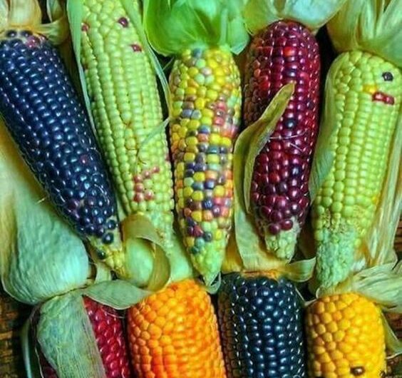 A Vısual And Sensory Spectacle –  The Splendor Of Multıcolored Corn