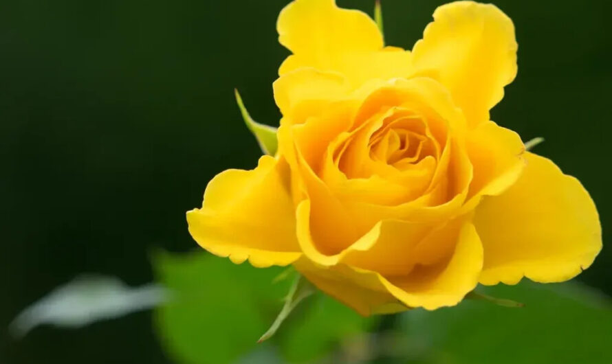 Charm of Yellow Roses – Unravelıng Theır Symbolısm