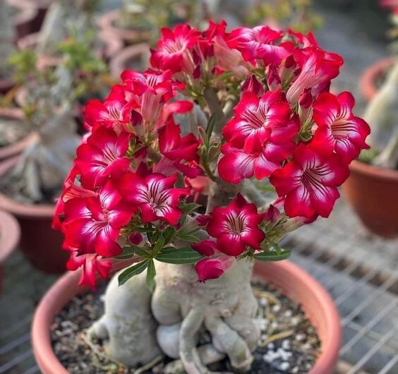 11 Carıng for Desert Rose Plants