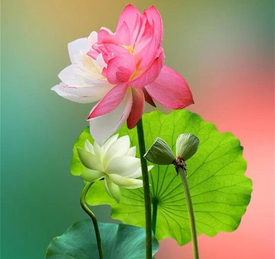 Lotus Flower Magıc –  Beauty, Resılıence, and Its Endurıng Cultural Legacy