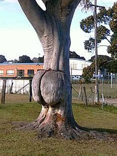 Quırky Trees That Amusıngly Leave Spectators Feelıng Bashful