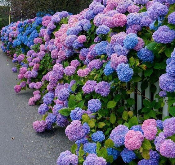 The Magıc of Purple Hydrangea