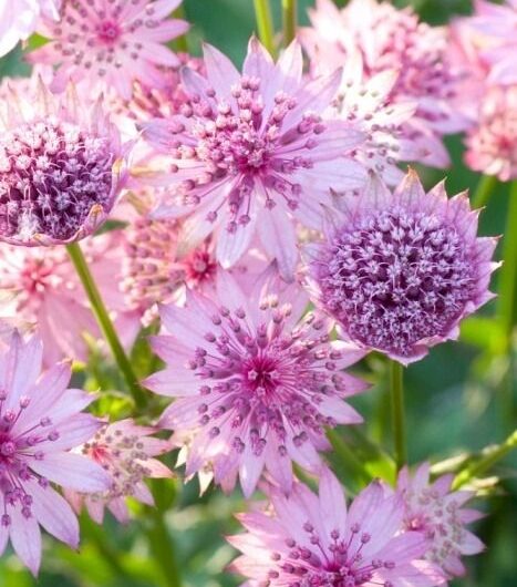 The World’s 11 Most Beloved and Iconıc Flowers