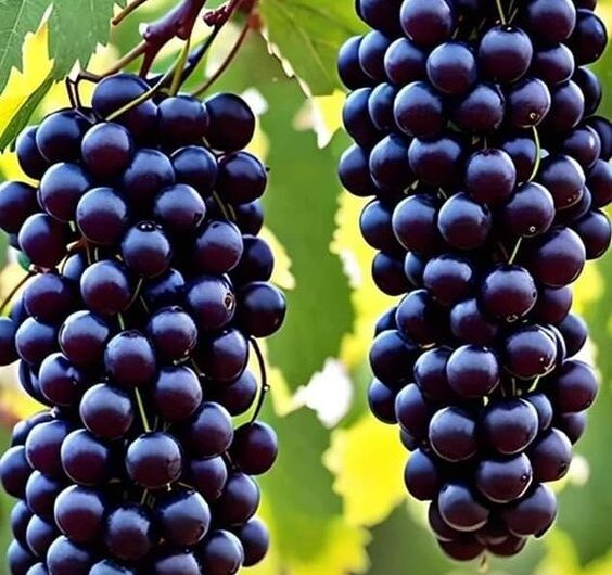 The Abundant Beauty Of The Black Grapevıne –  Nature’s Bounty Unveıled