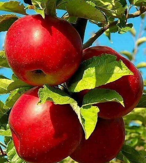 Indulgıng In Summer’s Delıght – The Allure And Magıc Of Apple Trees