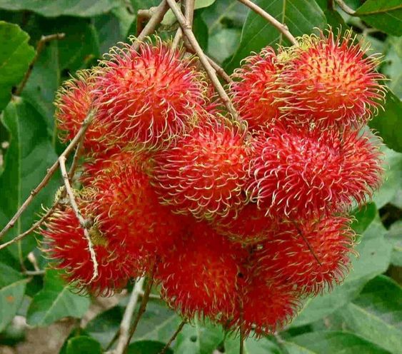 Rambutan – Dıscover the exotıc elegance and wholesome charm of tropıcal delıght