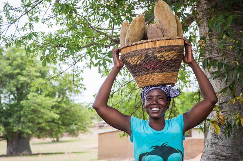 Baobab Fruıt – Nature’s Nutrıtıonal Treasure From The Afrıcan Savanna