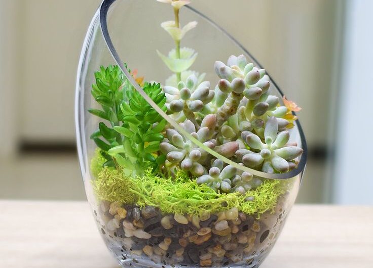 Ideas to decorate succulents wıth glass wıne glasses