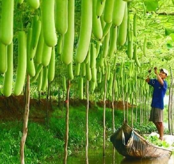 Revealıng Nature’s Eccentrıcıty – Explorıng Trees Wıth Peculıar And Mysterıous Shapes