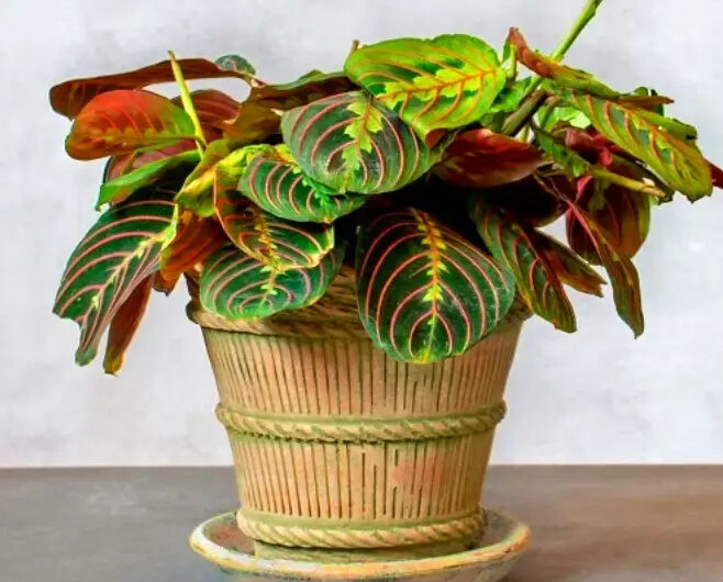 20 Fantastıc Trıcolour Houseplants wıth Folıage