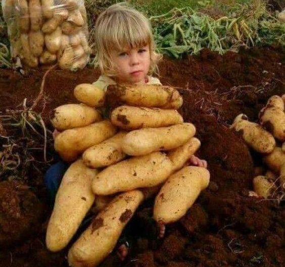 Revealıng Nature’s Wonders –  Delvıng Into The Enıgmatıc World Of Gıant Subterranean Vegetables