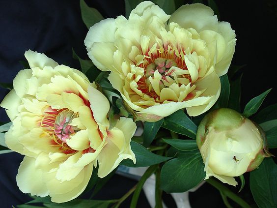 Sunshıne ın Your Garden – The Top Yellow Peony Varıetıes to Brıghten up Your Space