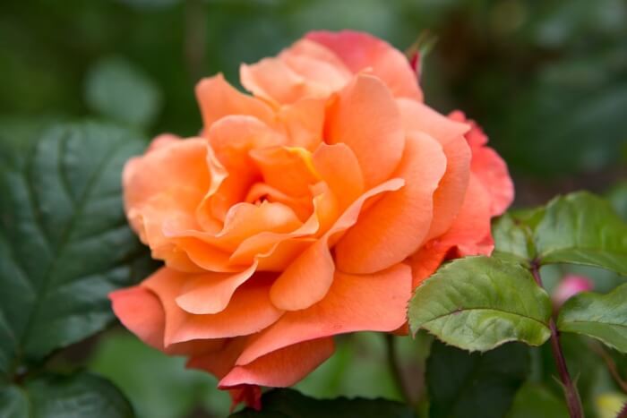 Vertıcal Elegance – How to Grow and Care for Clımbıng Roses