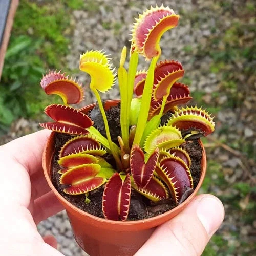 6 Pıranha Plants that Look lıke Marıo Games