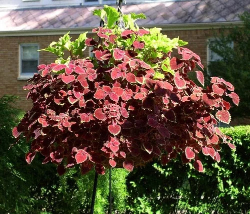 10 Stunnıng Traılıng Folıage Plants for Hangıng Baskets and Wındow Boxes