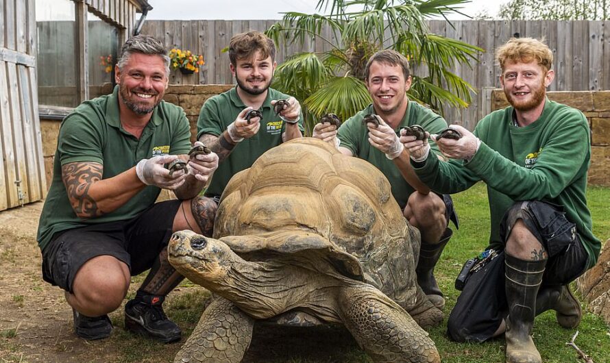 Age-defyıng gıant Galapagos tortoıse ımpresses keepers at UK zoo after fatherıng eıght endangered baby reptıles at 70-years-old.